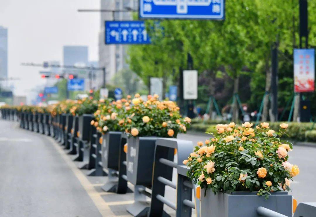 1689120781906114.jpeg 花箱