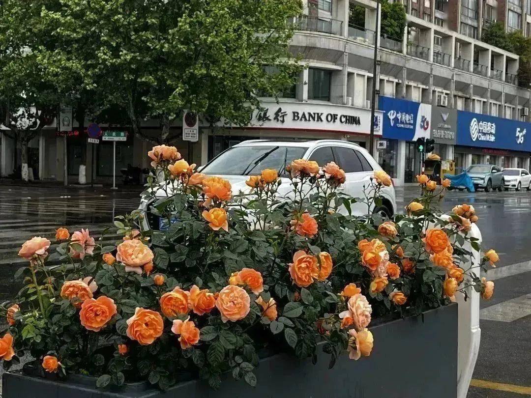 1689120870954043.jpeg 花箱